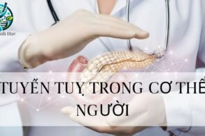 Tuyến tụy – Khái niệm, cấu trúc và chức năng đối với cơ thể người