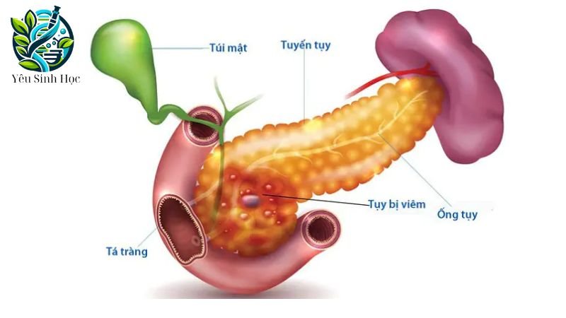 CẤU TẠO TUYẾN TUỴ