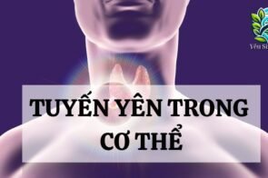 Tuyến yên: Cấu tạo và chức năng trong cơ thể người