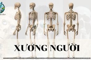 Xương người – Khái niệm, cấu tạo và chức năng