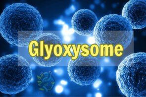 Bí mật về Glyoxysome – Chức năng và vai trò quan trọng