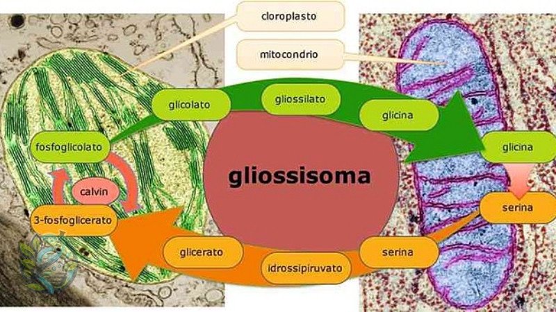 Vai trò của Glyoxysome trong phát triển thực vật