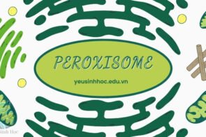 Peroxisome – Bào quan bí ẩn với vai trò quan trọng trong tế bào