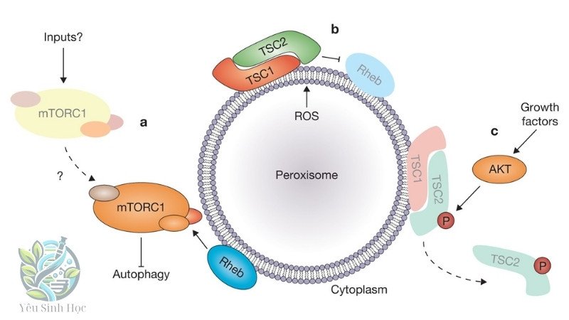 Giới thiệu sơ lược về peroxisome là gì