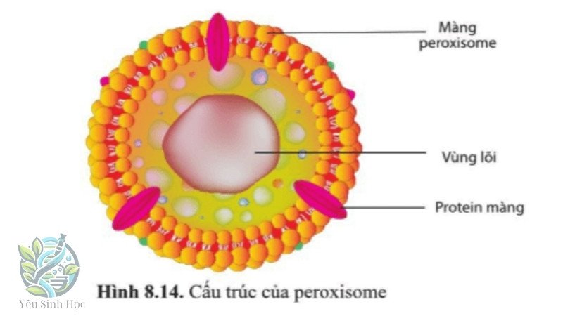 Cấu trúc của Peroxisome