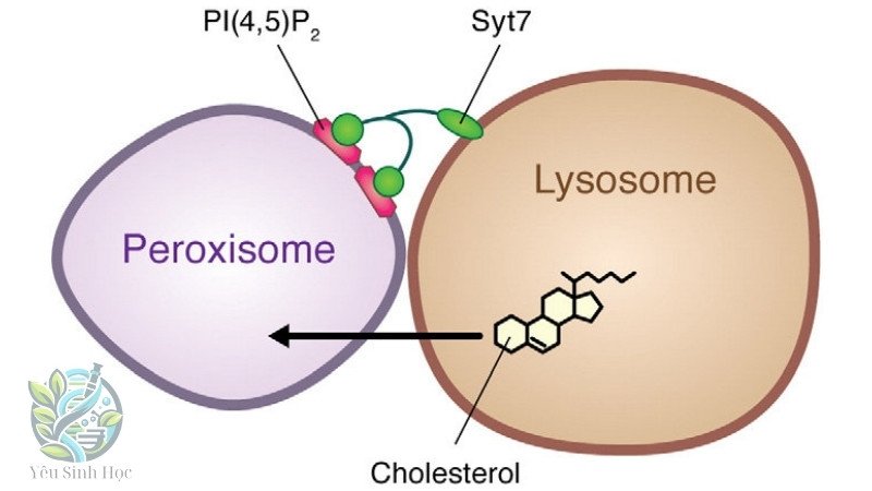 Rối loạn liên quan đến Peroxisome