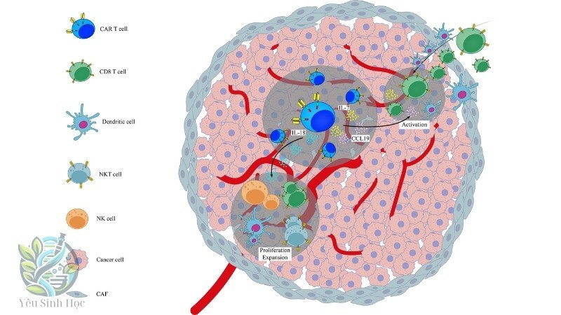 Nghiên cứu và ứng dụng Của Peroxisome