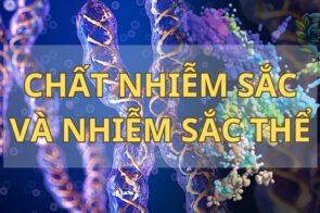 Chất nhiễm sắc và nhiễm sắc thể – Chìa khóa cho sự đa dạng của sinh vật