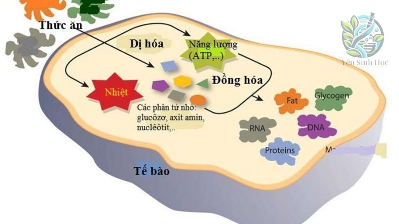 Cơ chế chuyển hóa tế bào