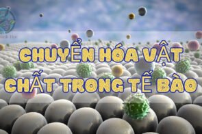 Tìm hiểu về chuyển hoá vật chất trong tế bào