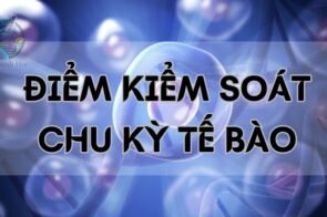 Điểm kiểm soát chu kỳ tế bào – Cơ chế và tầm quan trọng trong tế bào