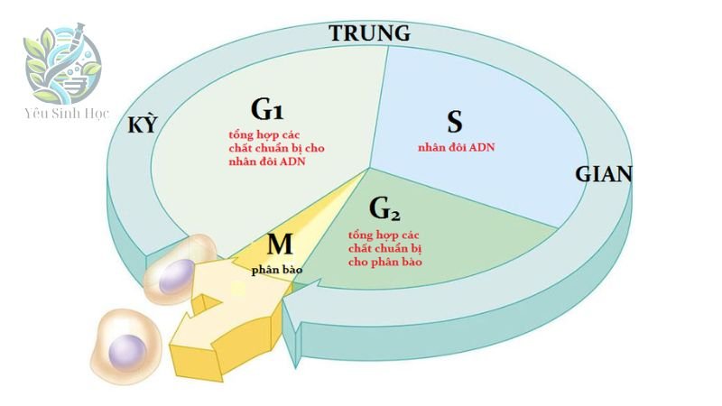 Điểm kiểm soát chính trong chu kỳ tế bào