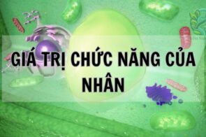 Giá trị chức năng của nhân tế bào