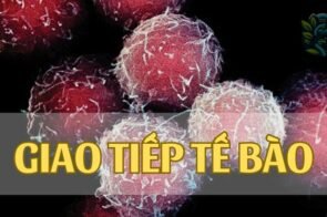 Giao tiếp tế bào là gì? Vai trò và tầm quan trọng của giao tiếp tế bào