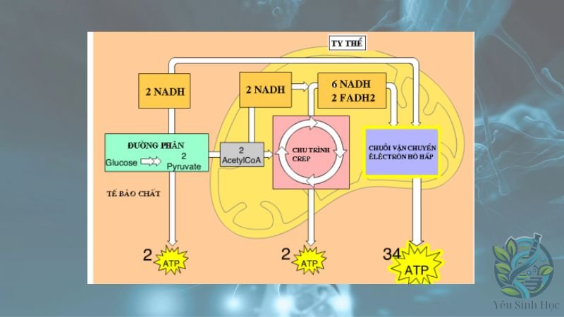 Các giai đoạn của hô hấp tế bào