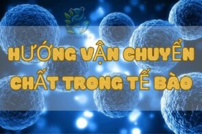 Khám phá về hướng vận chuyển chất trong tế bào