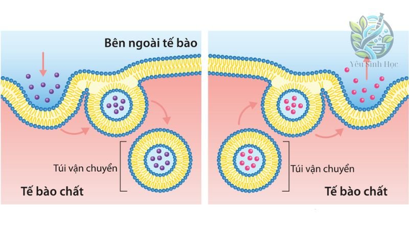 Vai trò của hướng vận chuyển chất trong tế bào