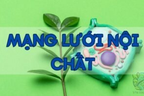 Khám phá về mạng lưới nội chất trong tế bào