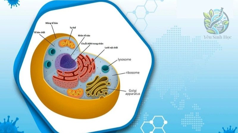 Mối liên hệ giữa màng nhân và các cấu trúc khác trong tế bào