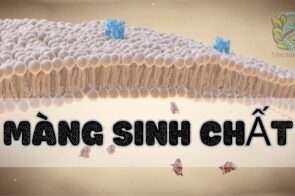 Màng sinh chất là gì? Ứng dụng và lợi ích trong đời sống hiện đại