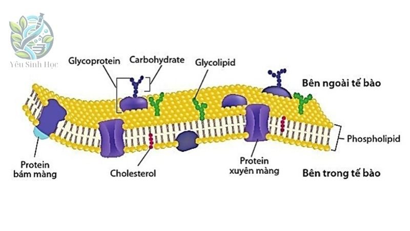 Đặc điểm cấu trúc của màng sinh chất