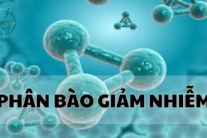 Khám phá bí ẩn phân bào giảm nhiễm – Chìa khóa cho sự đa dạng di truyền