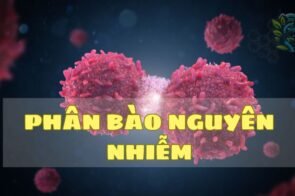 Phân bào nguyên nhiễm – Cơ chế và tầm quan trọng trong sinh học