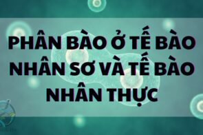 Phân bào ở tế bào nhân sơ và tế bào nhân thực