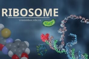 Ribosome – “Nhà máy protein” thiết yếu của tế bào