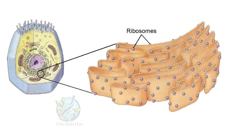 Cấu trúc của ribosome