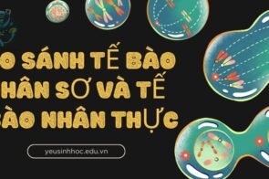 So sánh tế bào nhân sơ và tế bào nhân thực