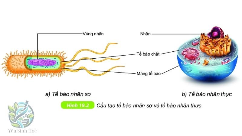 Chức năng và vai trò 