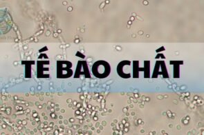 Tế bào chất là gì? khám phá cấu trúc và chức năng trong tế bào