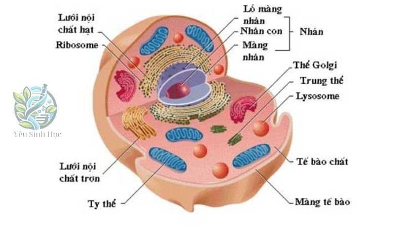 Cấu trúc và chức năng