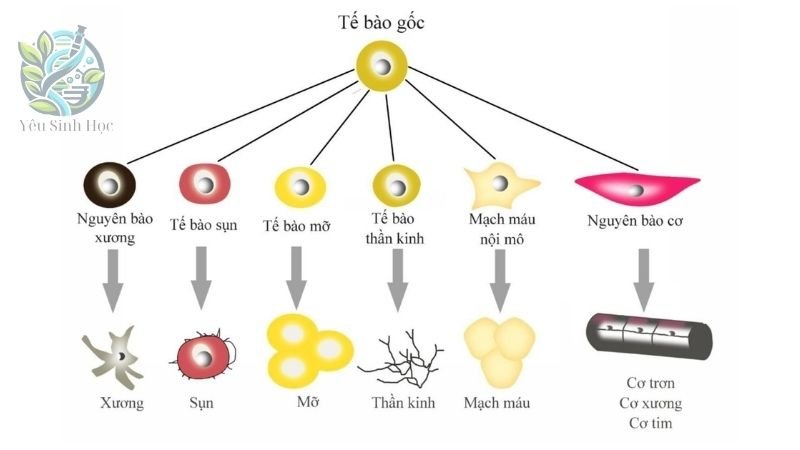 Cấu tạo tế bào gốc