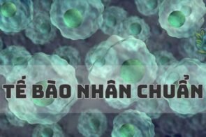 Tầm quan trọng của tế bào nhân chuẩn trong sinh học và y học