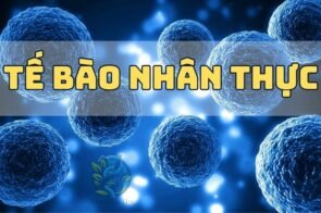 Khám phá tế bào nhân thực – Cấu trúc, chức năng và ứng dụng trong khoa học