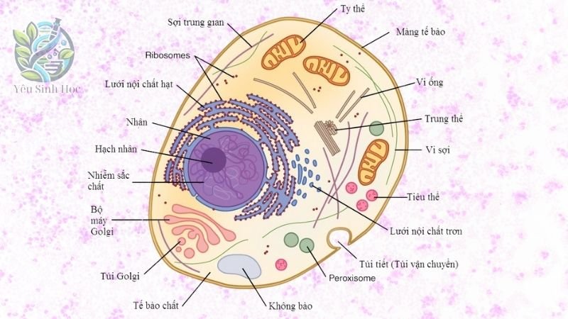 Cấu trúc của tế bào nhân thực