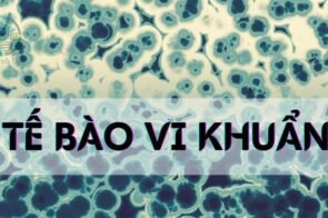 Tế bào vi khuẩn – Khái niệm, cấu tạo và chức năng trong hệ sinh thái