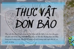 Thực vật đơn bào là gì? Ý nghĩa và vai trò trong trái đất