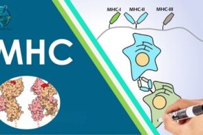 Cùng tìm hiểu MHC là gì? Vai trò trọng hệ miễn dịch 