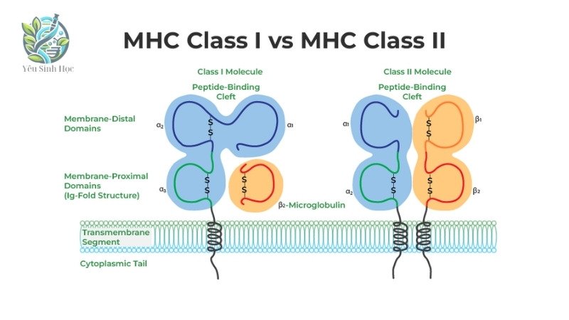 Cấu trúc và chức năng của MHC