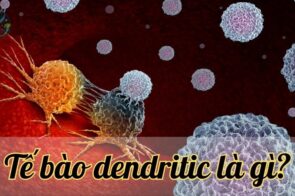 Tế bào dendritic là gì? Khái niệm và vai trò của tế bào dendritic