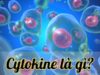 Hiểu rõ về cytokine và những ứng dụng trong điều trị y học