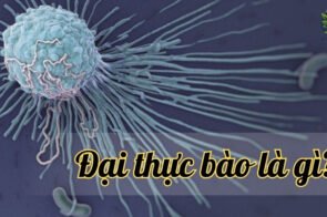 Đại thực bào là gì? Cấu trúc và vai trò trong hệ miễn dịch