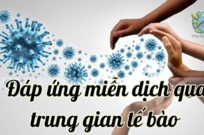 Đáp ứng miễn dịch qua trung gian tế bào là gì?