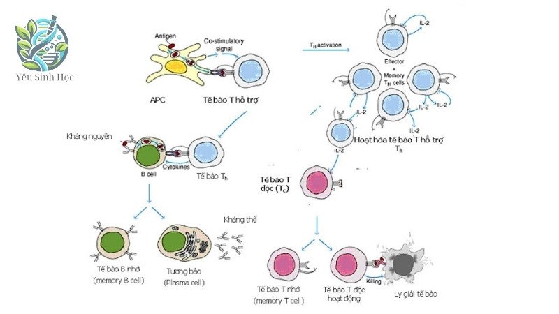 Cơ chế hoạt động của đáp ứng miễn dịch qua trung gian tế bào