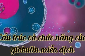 Tìm hiểu về cấu trúc và chức năng của globulin miễn dịch