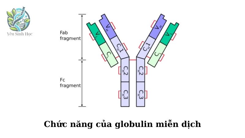 Cấu trúc và chức năng của globulin miễn dịch