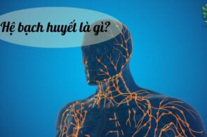 Hệ bạch huyết – Hệ thống “lọc máu” tự nhiên của cơ thể